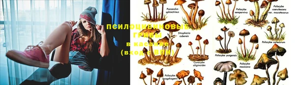 крисы Балахна